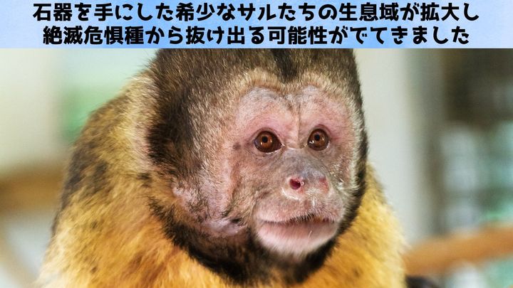 石器を手に入れたサルたちの生息域が急拡大していたと判明
