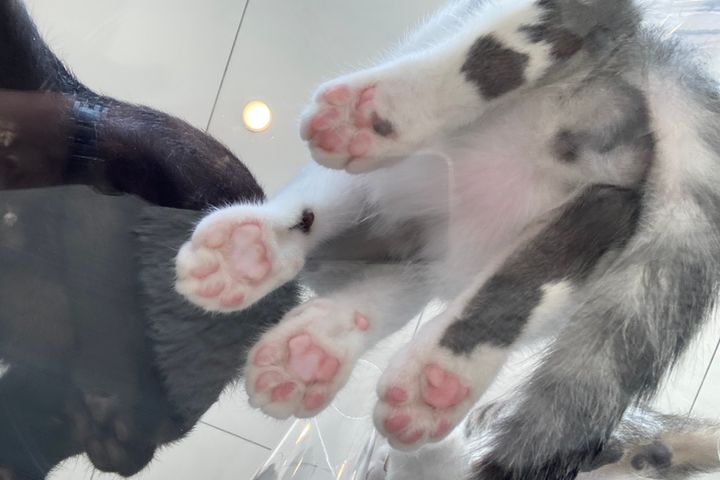 猫専用透明アクリルキャットタワー、上から下から猫見放題