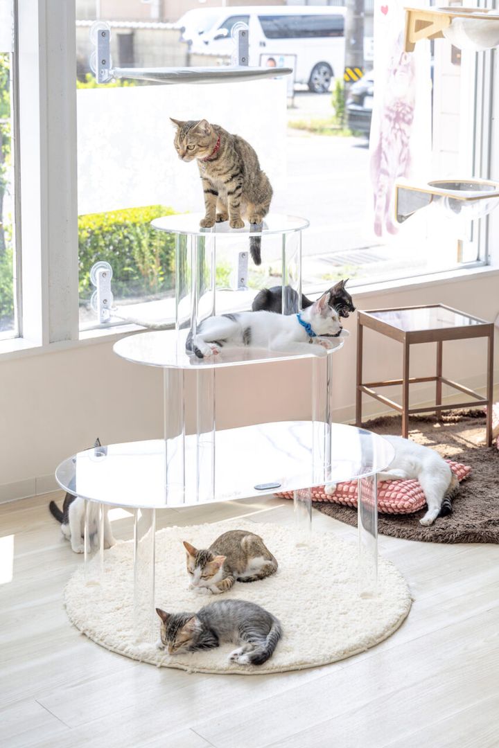 猫専用透明アクリルキャットタワー、上から下から猫見放題
