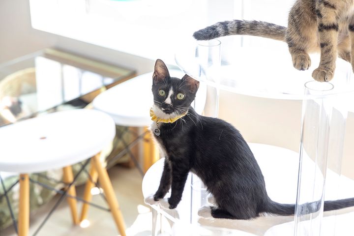 猫専用透明アクリルキャットタワー、上から下から猫見放題