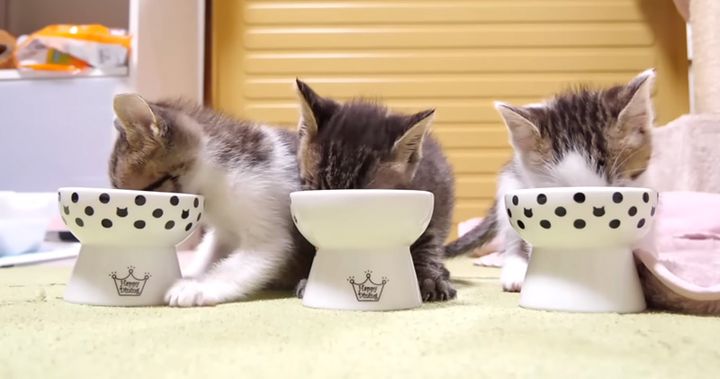 ご飯を勢いよく食べる子猫達