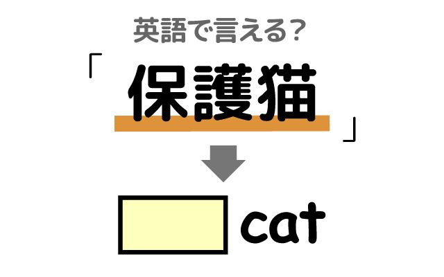 英語で【保護猫】は何て言う？「保護施設」などの英語もご紹介