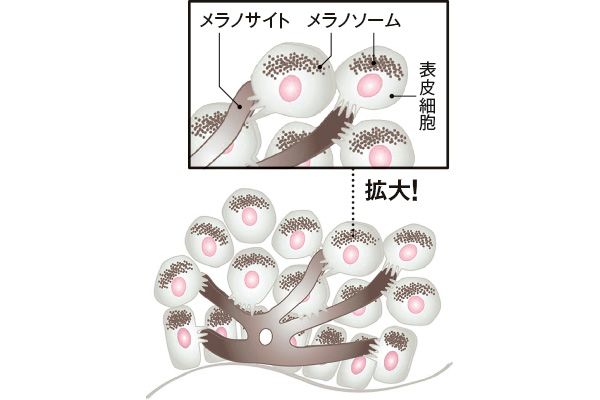 互いに癒着してしまっている……!!