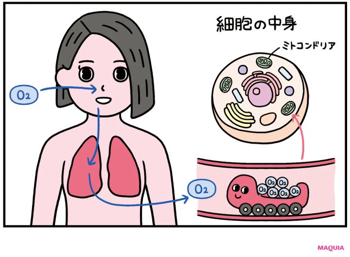 酸素が美肌に大事な理由って？ 活性酸素を恐れるよりも、きちんと酸素を取り込むことが重要！ _4