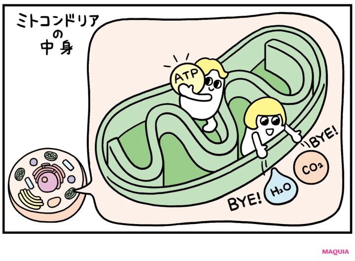 酸素が美肌に大事な理由って？ 活性酸素を恐れるよりも、きちんと酸素を取り込むことが重要！ _5