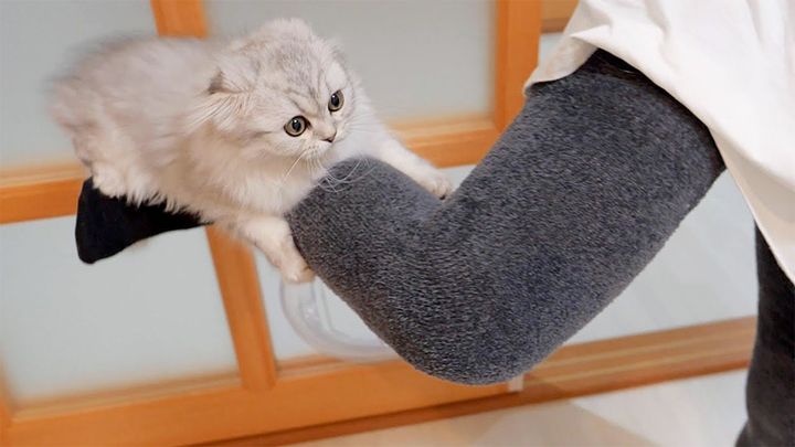 足にしがみつく子猫