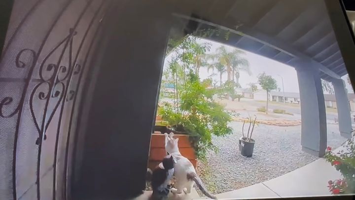 玄関でちょっと背筋を伸ばした猫、置物転倒犯行の瞬間