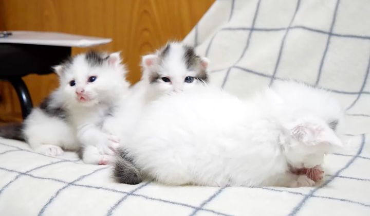 ウトウトする子猫達
