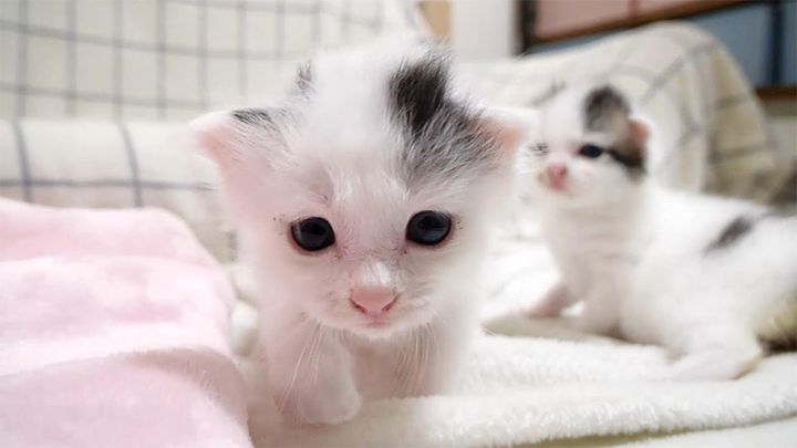 近づいて来る子猫