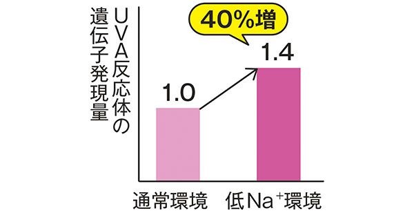 UVA反応体の遺伝子発現量