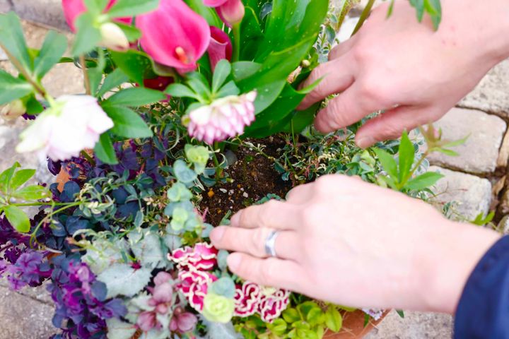 クリスマスローズの寄せ植え