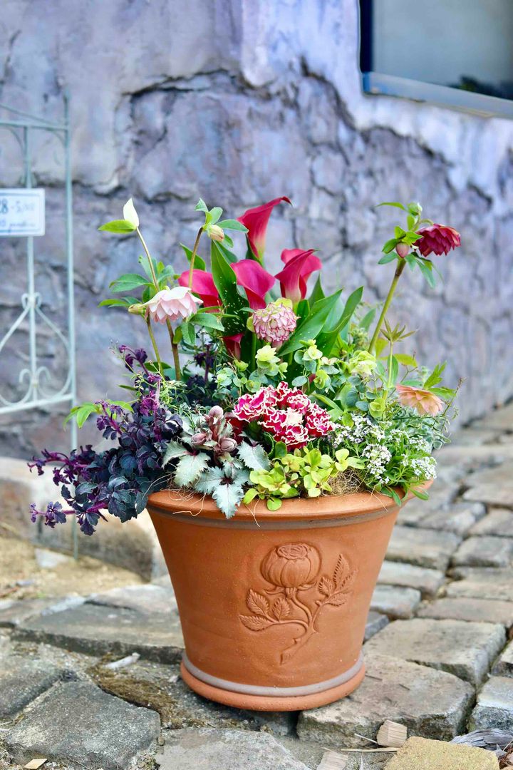 ピンク系クリスマスローズの寄せ植え