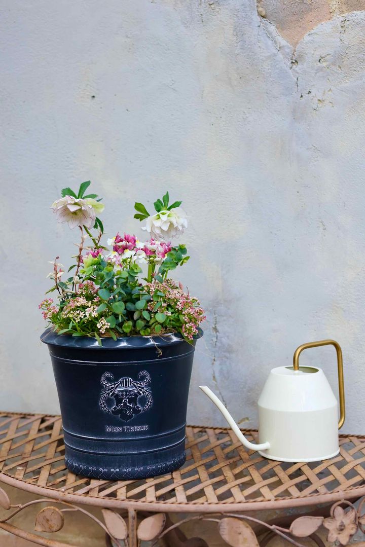 クリスマスローズの寄せ植え