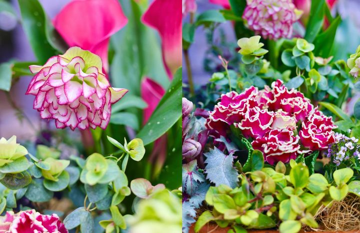 プリムラ・ジュリアン‘リボン’