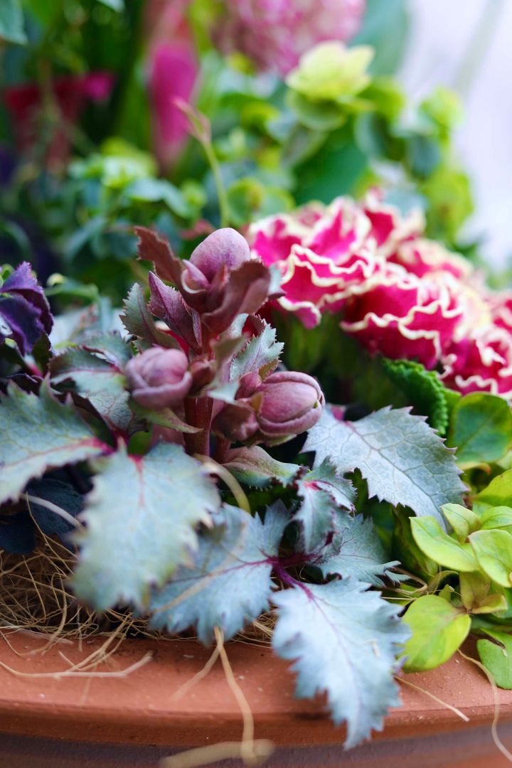 カラーリーフのクリスマスローズ・ステルニー