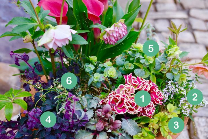 クリスマスローズの寄せ植え