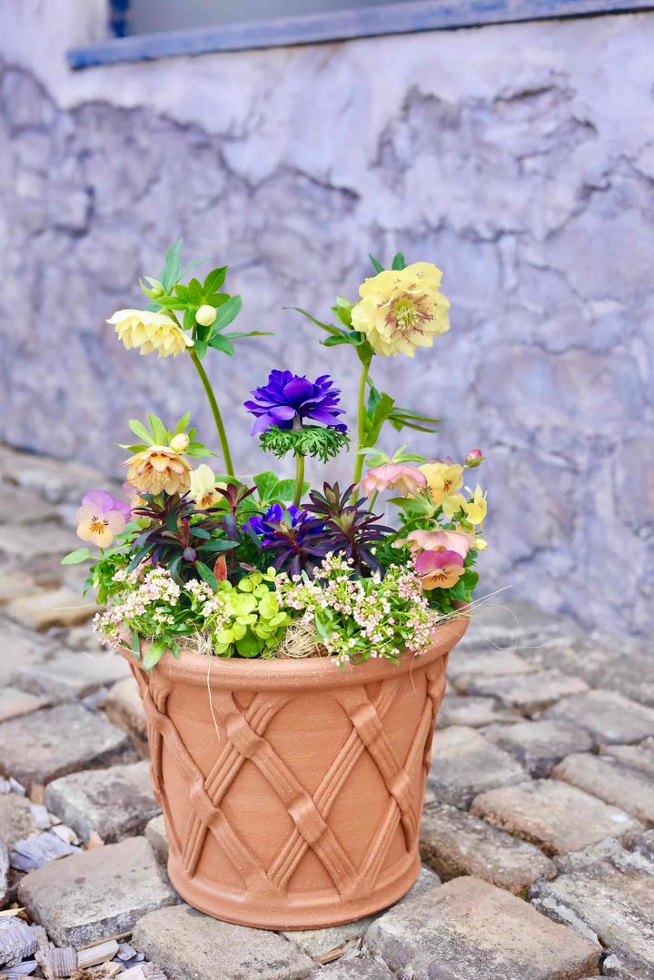 黄色系クリスマスローズの寄せ植え