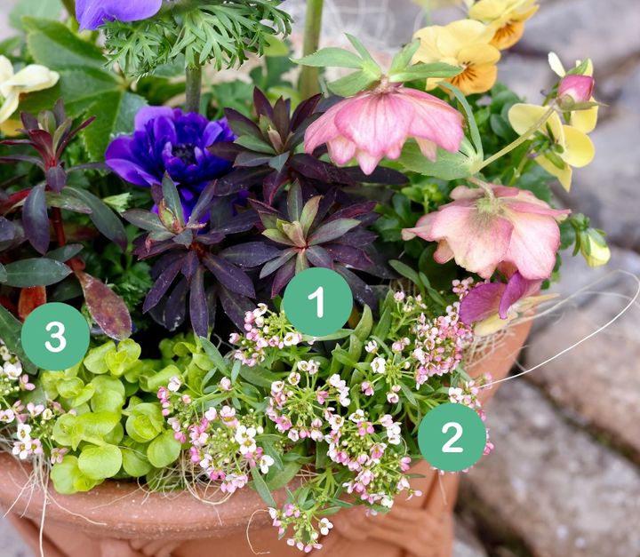 クリスマスローズの寄せ植え