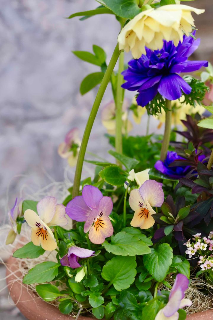 ビオラ‘パンプキン’