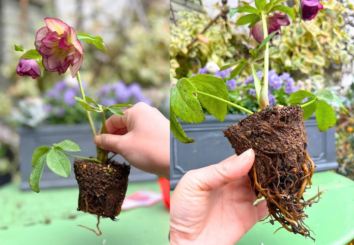 クリスマスローズ寄せ植えのコツ