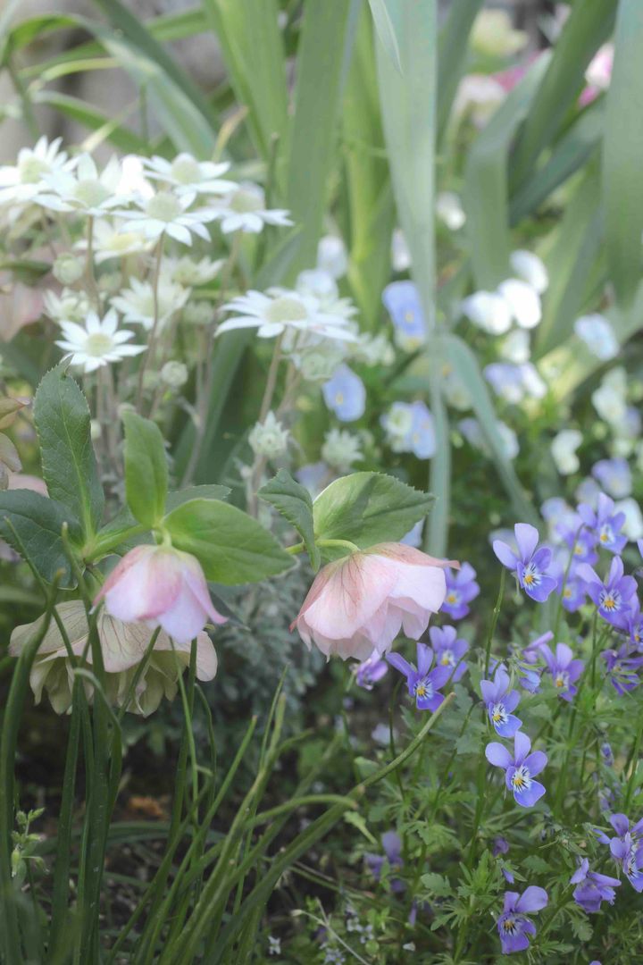 クリスマスローズ