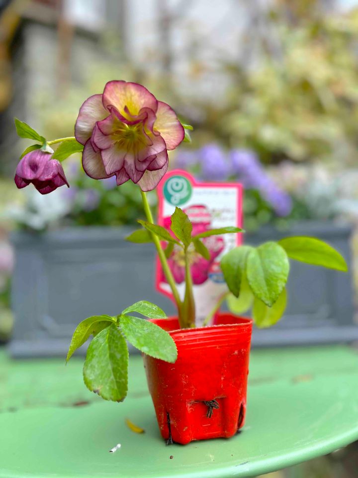 クリスマスローズ苗