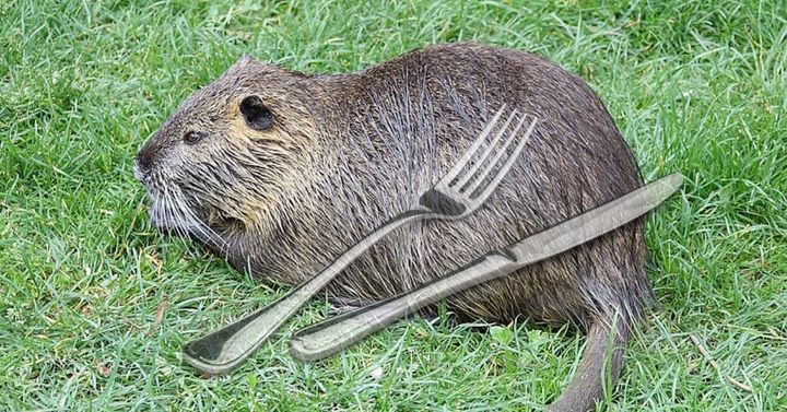 ヌートリアをひと狩り行って食べる人々が増えている