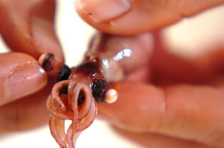 ホタルイカの唐揚げの作り方1