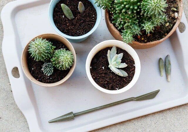 ダイソー カラフル デザイン