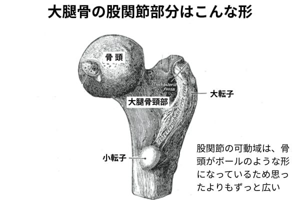 大腿骨は股関節にすっぽりはまり込んだボールのような形