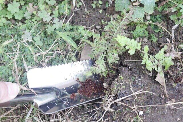 ダイソー ガーデニング 除草作業