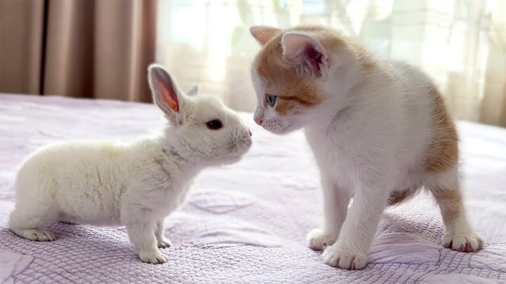 近づく子猫と子ウサギ