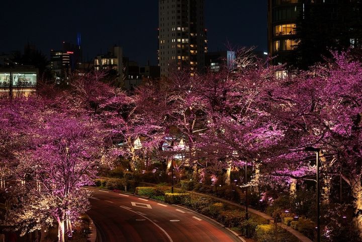 開花前ライトアップ（過去の様子）