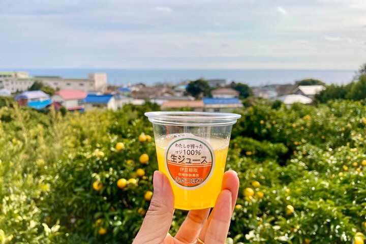 みかん畑を見渡すオーシャンビューの絶景カフェを併設♪ 東伊豆の収穫体験農園「ふたつぼり」