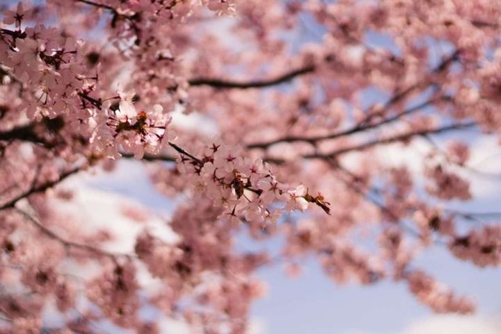 春の日の思い出（画像はイメージ）