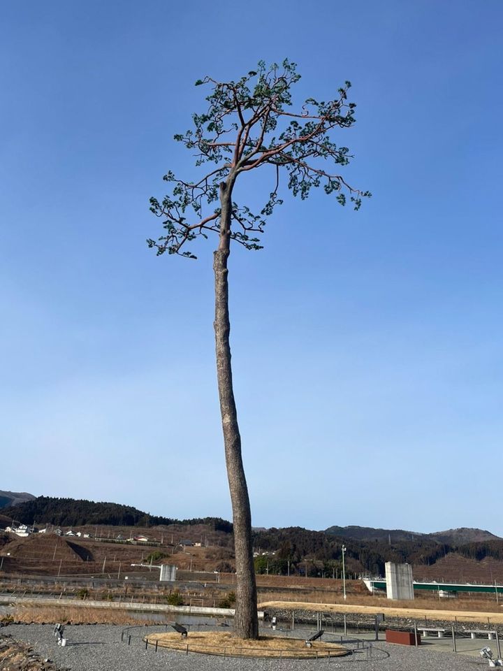 「奇跡の1本松」は、この建物があったことで津波の直撃を免れ倒れることなく残ったと考えられている