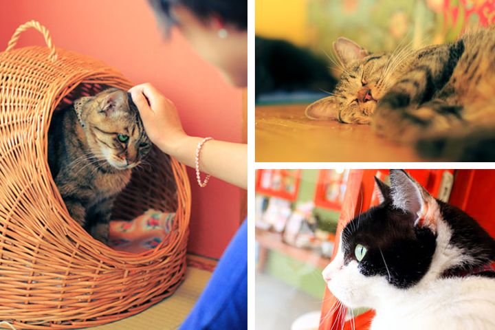 猫が助かる保護猫祭り、「ネコ市ネコ座@東京」が3月最終土日に開催