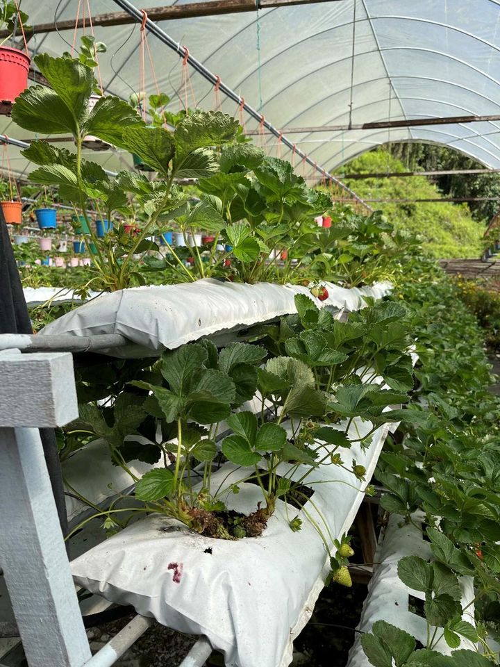 キャメロンハイランドのイチゴ生産の様子