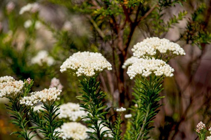 ライスフラワー