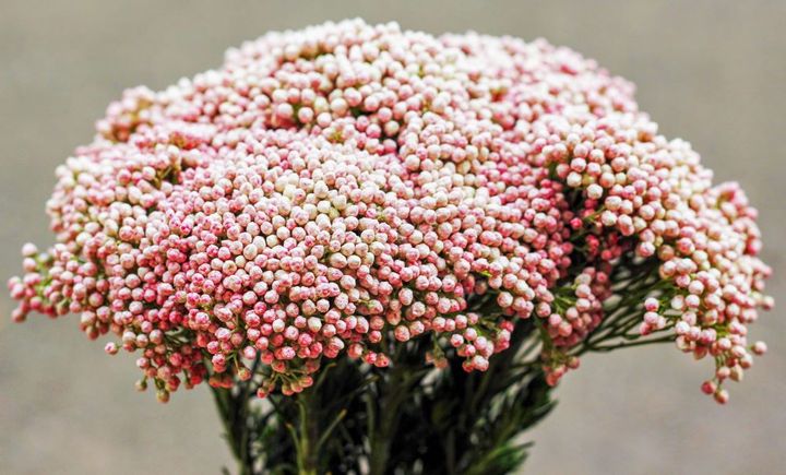 ライスフラワー