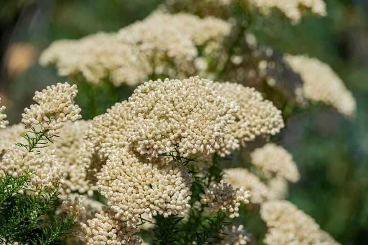 ライスフラワー