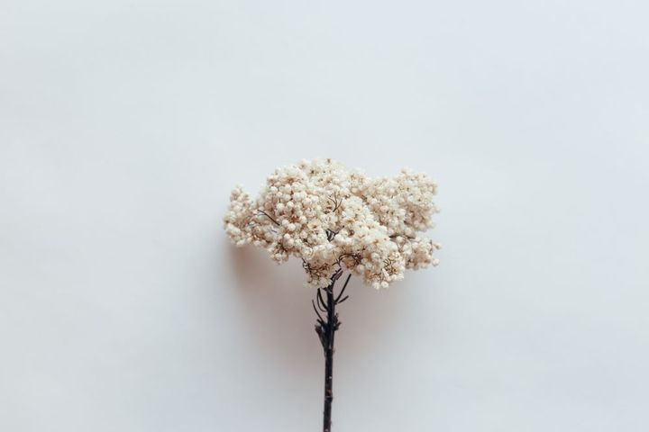 ドライフラワー