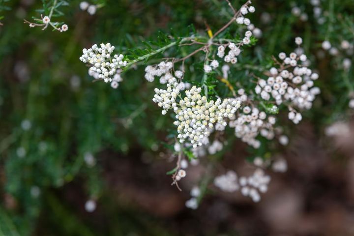 ライスフラワー