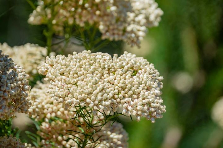 ライスフラワー