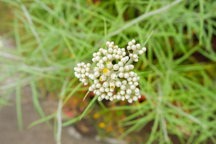 ライスフラワー