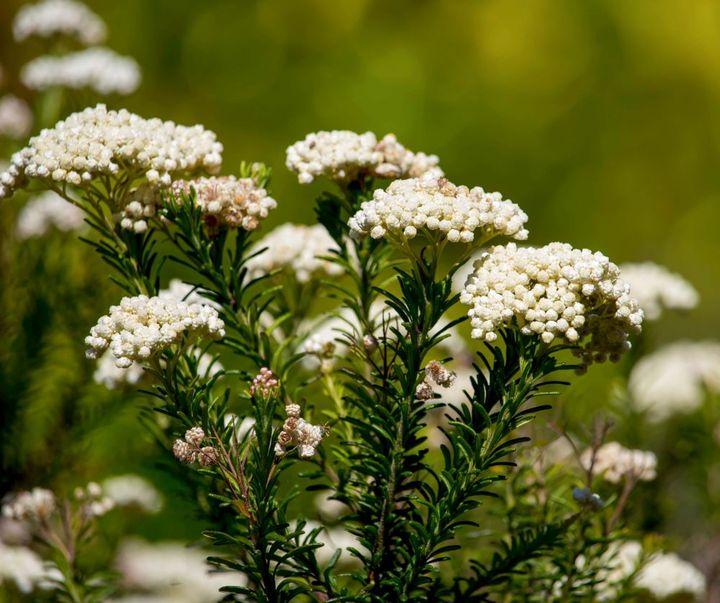 ライスフラワー