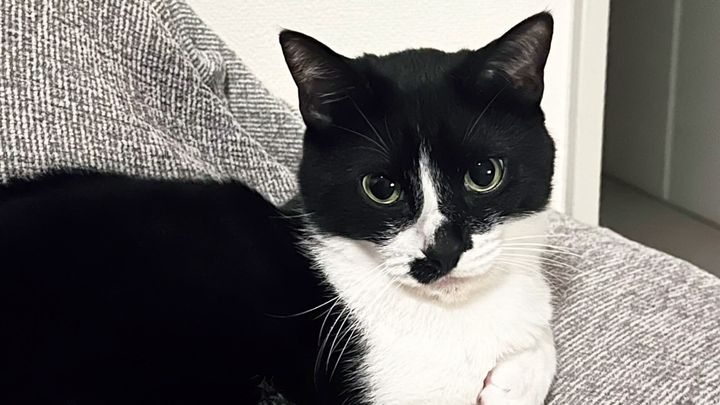 〈VAINL ARCHIVE〉デザイナー・大北幸平の猫