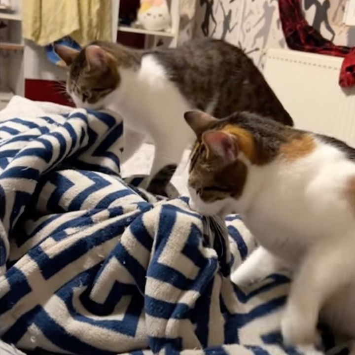 並び立ちコネコネ続ける姉弟猫、一心不乱に毛布を噛み噛み