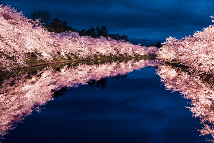 弘前公園の桜は明治維新で藩が廃され、荒れかけた城内に元藩士たちが植えたもの。弘前を愛する心が東北一の花見の名所を創った。Photo_ Getty Images