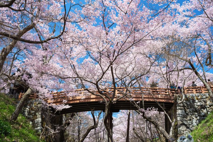 満開の桜をこの橋から眺めると雲の様に見えることから名付けられた「桜雲橋」。Photo_ Takashi Komiyama/Aflo